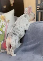 Sage Lilac Merle AKC, a female French Bulldog for sale in Fort Worth, TX – Photo 4 of 4