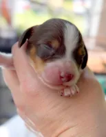 Hershey Akc LH Choc Piebald & Tan, a male Miniature Dachshund for sale in Fort Worth, TX – Photo 2 of 5