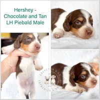 Hershey Akc LH Choc Piebald & Tan, a male Miniature Dachshund for sale in Fort Worth, TX – Photo 3 of 5