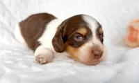 Hershey Akc LH Choc Piebald & Tan, a male Miniature Dachshund for sale in Fort Worth, TX – Photo 1 of 5