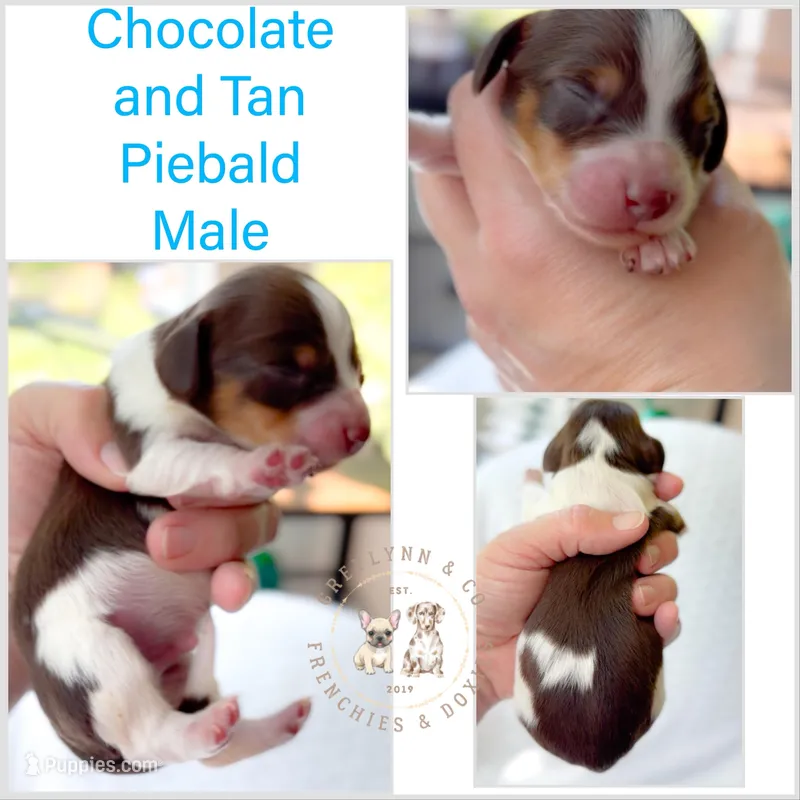 Hershey Akc LH Choc Piebald & Tan – Miniature Dachshund puppy for sale in Fort Worth, TX
