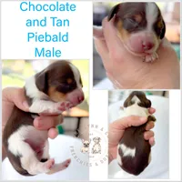 Hershey Akc LH Choc Piebald & Tan, a male Miniature Dachshund for sale in Fort Worth, TX – Photo 1 of 5