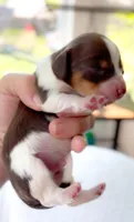 Hershey Akc LH Choc Piebald & Tan, a male Miniature Dachshund for sale in Fort Worth, TX – Photo 5 of 5