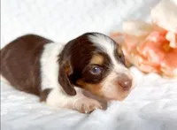 Hershey Akc LH Choc Piebald & Tan, a male Miniature Dachshund for sale in Fort Worth, TX – Photo 4 of 5