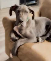 Ansel, a male Great Dane for sale in Fort Worth, TX – 1 of 2