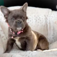 Fluffy Blue AKC Female, a female French Bulldog for sale in Fort Worth, TX – Photo 3 of 6