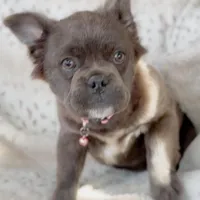 Fluffy Blue AKC Female, a female French Bulldog for sale in Fort Worth, TX – Photo 6 of 6