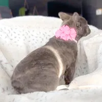 Fluffy Blue AKC Female, a female French Bulldog for sale in Fort Worth, TX – Photo 5 of 6