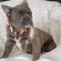 Fluffy Blue AKC Female, a female French Bulldog for sale in Fort Worth, TX – Photo 4 of 6