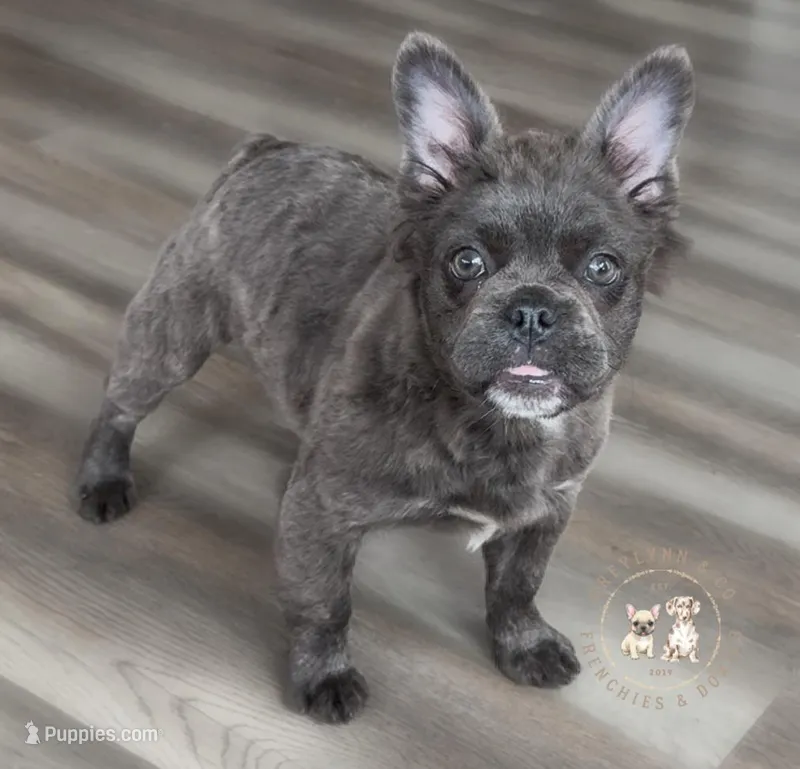 Fluffy Blue AKC Female – French Bulldog puppy for sale in Fort Worth, TX
