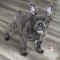Fluffy Blue AKC Female, a female French Bulldog for sale in Fort Worth, TX – Photo 1 of 6