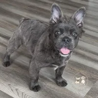 Fluffy Blue AKC Female, a female French Bulldog for sale in Fort Worth, TX – Photo 2 of 6