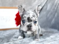 Cherry, a female French Bulldog for sale in Fort Worth, TX – 2 of 4