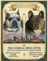 Lemon  , a female French Bulldog for sale in Fort Worth, TX – 3 of 5