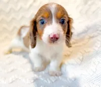 Mocha LH Akc Male Dapple, a male Miniature Dachshund for sale in Fort Worth, TX – 2 of 5