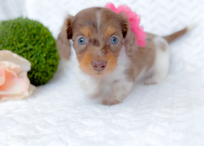 CadburyLH AKC Chocolate and Tan Dapple – Miniature Dachshund puppy for sale in Fort Worth, TX