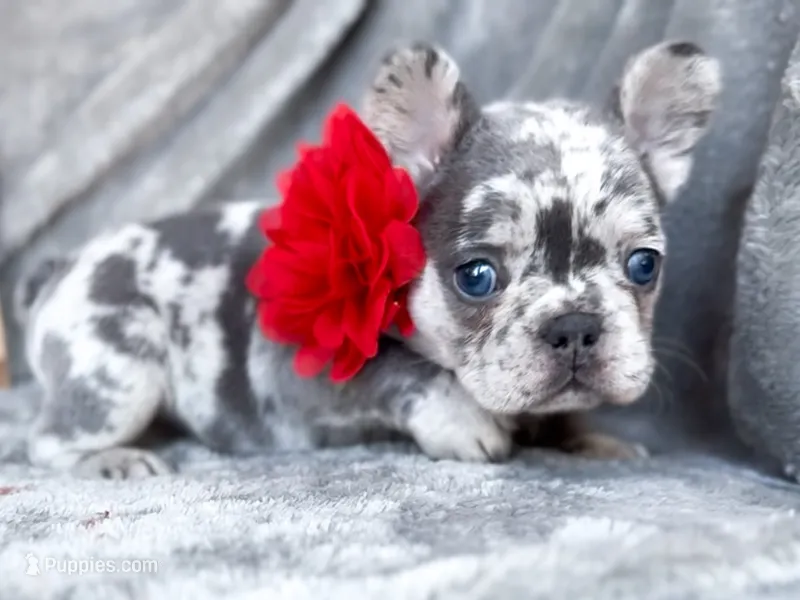 Cherry – French Bulldog puppy for sale in Fort Worth, TX