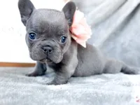 Guava, a female French Bulldog for sale in Fort Worth, TX – 4 of 4