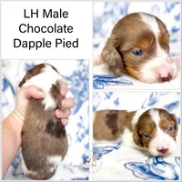 Mocha LH Akc Male Dapple, a male Miniature Dachshund for sale in Fort Worth, TX – 2 of 5