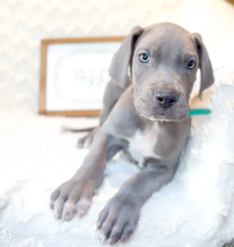 Dionis  – Great Dane puppy for sale in Fort Worth, TX