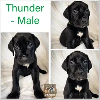 Thunder akc, a male Great Dane for sale in Fort Worth, TX – Photo 2 of 4
