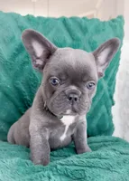 Dasher Blue AKC, a male French Bulldog for sale in Fort Worth, TX – Photo 1 of 4