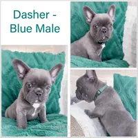 Dasher Blue AKC, a male French Bulldog for sale in Fort Worth, TX – Photo 2 of 4