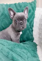 Dasher Blue AKC, a male French Bulldog for sale in Fort Worth, TX – Photo 4 of 4
