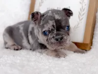 Chip Blue and Tan Merle AKC, a male French Bulldog for sale in Fort Worth, TX – Photo 5 of 6