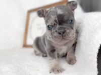 Chip Blue and Tan Merle AKC, a male French Bulldog for sale in Fort Worth, TX – Photo 4 of 6
