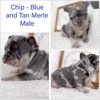 Chip Blue and Tan Merle AKC, a male French Bulldog for sale in Fort Worth, TX – Photo 2 of 6
