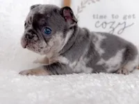Chip Blue and Tan Merle AKC, a male French Bulldog for sale in Fort Worth, TX – Photo 6 of 6