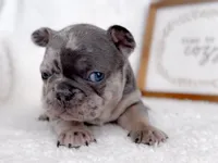 Chip Blue and Tan Merle AKC, a male French Bulldog for sale in Fort Worth, TX – Photo 3 of 6