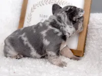 Chip Blue and Tan Merle AKC, a male French Bulldog for sale in Fort Worth, TX – Photo 1 of 6