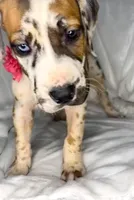 Fawnaquin akc, a female Great Dane for sale in Fort Worth, TX – Photo 5 of 5