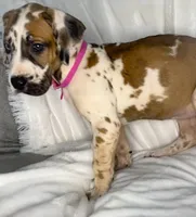 Fawnaquin akc, a female Great Dane for sale in Fort Worth, TX – Photo 3 of 5