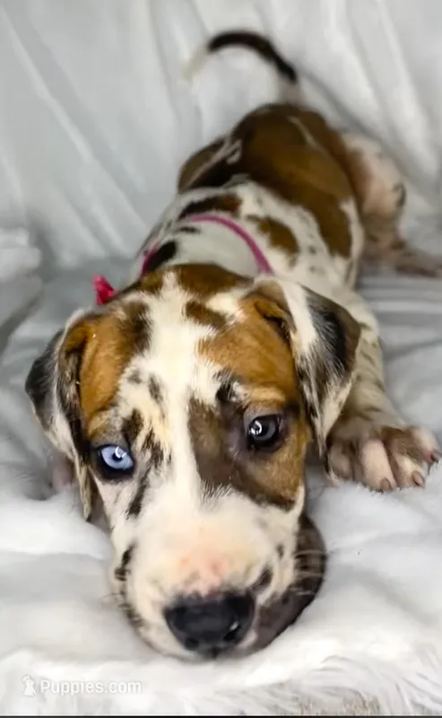 Fawnaquin akc, a female Great Dane for sale in Fort Worth, TX – Photo 1 of 5