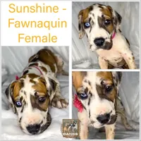 Fawnaquin akc, a female Great Dane for sale in Fort Worth, TX – Photo 2 of 5