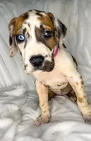 Fawnaquin akc, a female Great Dane for sale in Fort Worth, TX – Photo 4 of 5