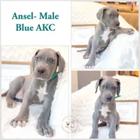 Jedi Blue , a male Great Dane for sale in Fort Worth, TX – 3 of 4