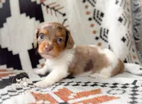 CadburyLH AKC Chocolate and Tan Dapple, a female Miniature Dachshund for sale in Fort Worth, TX – 2 of 3
