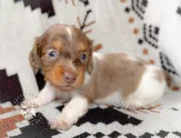 CadburyLH AKC Chocolate and Tan Dapple, a female Miniature Dachshund for sale in Fort Worth, TX – 3 of 3