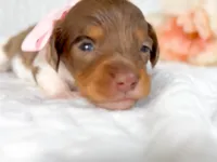 Dove LH AKC Chocolate and Tan Dapple, a female Miniature Dachshund for sale in Fort Worth, TX – Photo 3 of 5