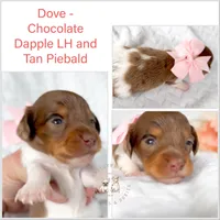 Dove LH AKC Chocolate and Tan Dapple, a female Miniature Dachshund for sale in Fort Worth, TX – Photo 2 of 5