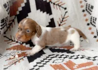 CadburyLH AKC Chocolate and Tan Dapple, a female Miniature Dachshund for sale in Fort Worth, TX – 1 of 3