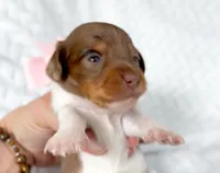 Dove LH AKC Chocolate and Tan Dapple, a female Miniature Dachshund for sale in Fort Worth, TX – Photo 4 of 5
