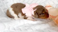 Dove LH AKC Chocolate and Tan Dapple, a female Miniature Dachshund for sale in Fort Worth, TX – Photo 1 of 5