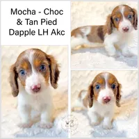 Mocha LH Akc Male Dapple, a male Miniature Dachshund for sale in Fort Worth, TX – 4 of 5