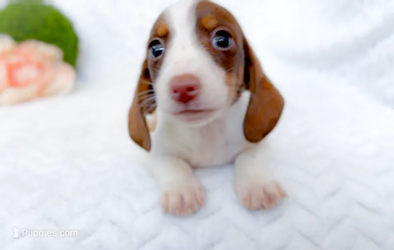Thyme AKC Chocolate and Tan Piebald  – Miniature Dachshund puppy for sale in Fort Worth, TX