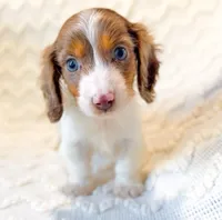 Mocha LH Akc Male Dapple, a male Miniature Dachshund for sale in Fort Worth, TX – 3 of 5
